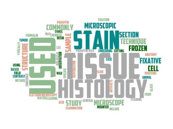 Histology Typography Crafting: Where Scientific Precision Meets Expressive Design