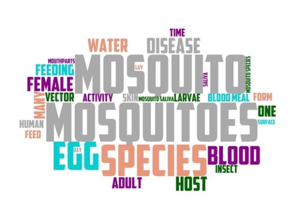 Mesquite Typography Background